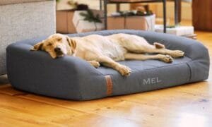 Cama ortopédica perros A