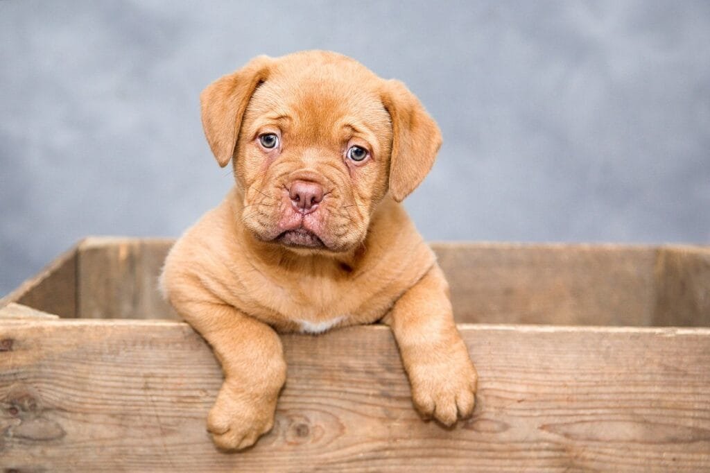 puppy, dog, pet, cute, brown dog, purebred, dog breed, portrait, dog portrait, mammal, animal, domestic, domestic dog, canine, puppy, nature, dog, dog, dog, dog, dog